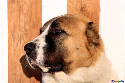 Huge dogs giant dogs dog photos dog pictures alabai dog caucasian shepherd dog kangal dog large dog breeds love pet. Alabai dogs muzzle alabai. profile dog № 703