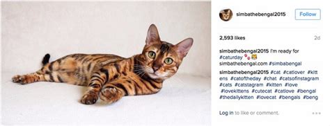 Here's a selection of top hashtags that will help you market your social media content. How to Choose Instagram Cat Hashtags [Full Guide with 347 ...