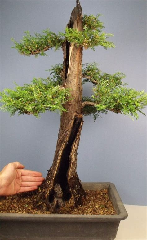 But what about the redwood? Specimen Hollow Trunk Coast Redwood Bonsai Tree - True ...