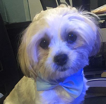 Make a difference for a homeless pet and bring love home. New York, NY - Shih Tzu. Meet Tommy! a Pet for Adoption.