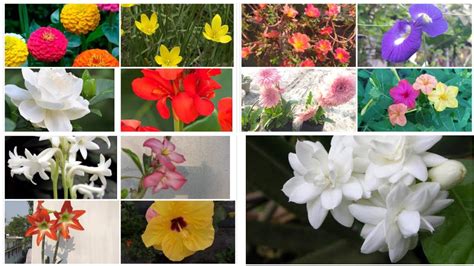 The flower blooms from april all the way through october. Top 19 summer flower plant/ List of summer flower/Best ...