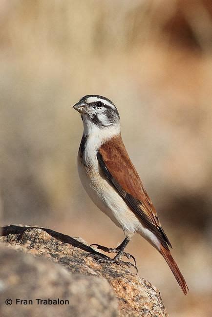 From wikimedia commons, the free media repository. Damara Canary (Alario leucolaemus) | Passaros exoticos ...