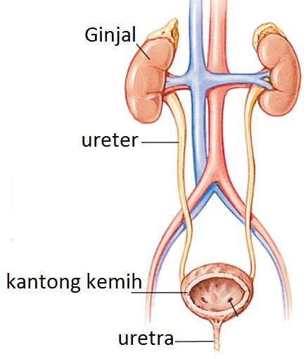 Berikut penjelasan lengkap bagian anatomi manusia dan gambarnya. SISTEM EKSKRESI PADA MANUSIA ( GINJAL )