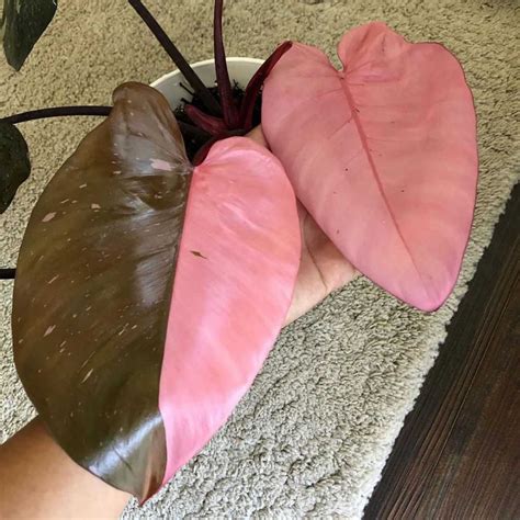 10 Tanaman Hias Daun Bercorak Pink Bikin Rumahmu Colorful!