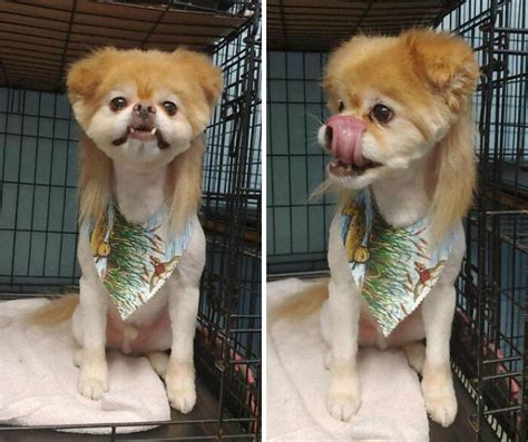 The edgar cut can be paired with all kinds of taper fade haircuts or an undercut. 30 Pics Of Dogs With Mullets That Are Making The Internet ...