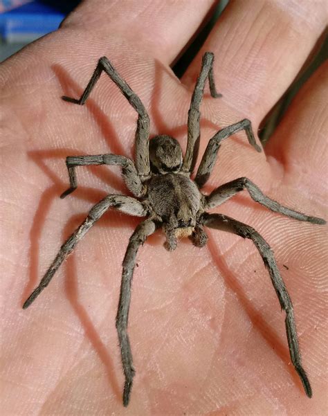 These arachnids became infamous after the gulf war. Northern Wolf Spider found in garage. | Wolf spider ...