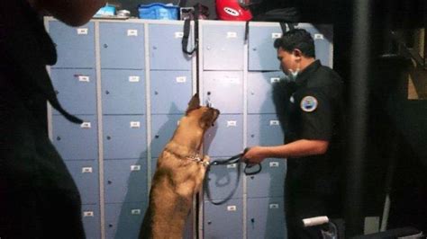 Berada di provinsi jawa tengah, minat para pencari kerja terhadap kota solo surakata ternyata cukup banyak. Anjing K-9 Terus Endus Loker Karyawan Hiburan Malam di ...