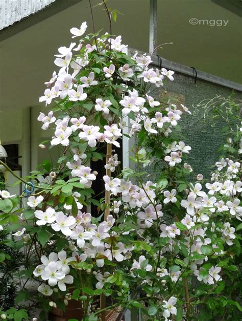 Clematis montana rubens has masses of flowers in late spring clematis montana rubens is the one of the 'old favourites' in. Pin by Cherrie Piee on Aus unserem Garten | Clematis ...