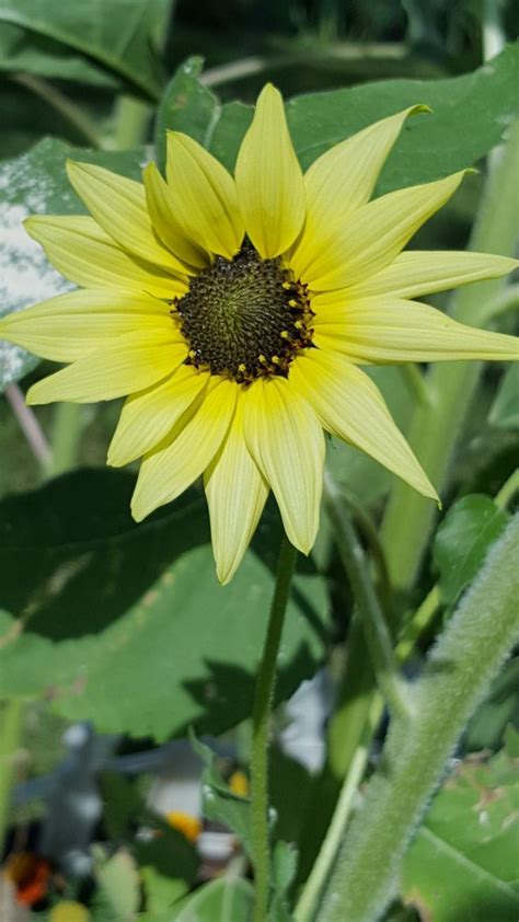 Are you searching for sunflower baby png images or vector? First baby sunflower on 8-01-19. | Plants, Flowers, First baby