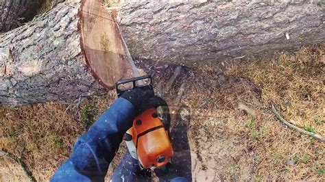 Monmouthshire tree services ltd., monmouth. Ocean & Monmouth County Tree Service - Ben Bivins Tree Experts