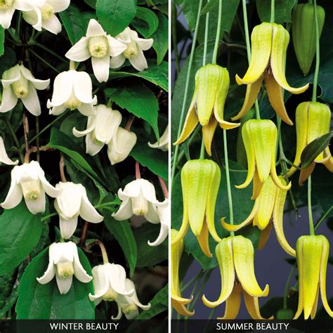Check spelling or type a new query. Clematis Year Round CollectionOld Man's Beard, The Twinkle ...