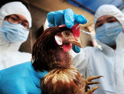 Thousands of affected fowl have been slaughtered. China bird flu may be two mutations from a pandemic | New ...