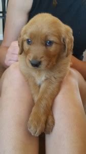 See more of golden retriever breeder on facebook. CMP Kennels | Golden Retriever Breeder | Goldendale ...