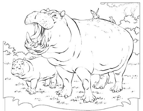 Maybe you would like to learn more about one of these? Hippo Coloring Pages at GetColorings.com | Free printable ...