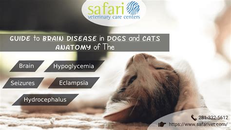 The symptoms can differ depending on the type, location, and stage of the tumor. Guide to Brain Disease in Dogs and Cats - Anatomy of The ...