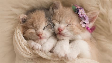 See more ideas about kitten, kittens, cats. Two Beautiful Kittens Are Sleeping Covered With White ...