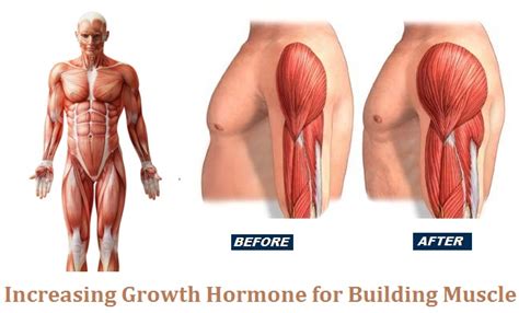 Human growth hormone (hgh) has claimed to delay aging, increase muscle mass and strength, and burn fat. Increasing Growth Hormone for Building Muscle - Bodydulding