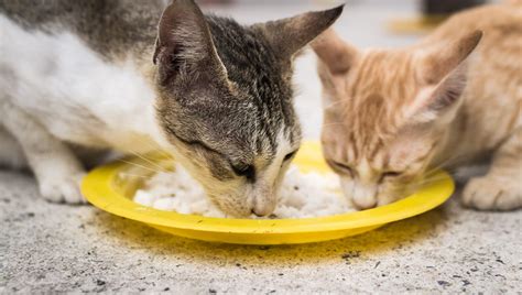 It's a question that comes up often. Can Cats Eat Rice? Is Rice Safe For Cats? - CatTime