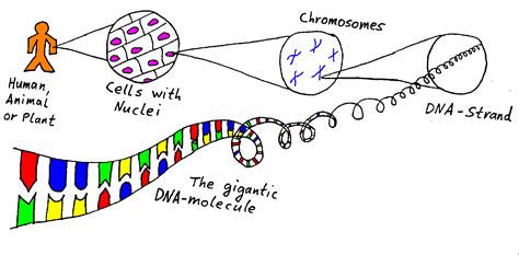 The proteins have specific functions and act as messengers for the cell. Gene technology