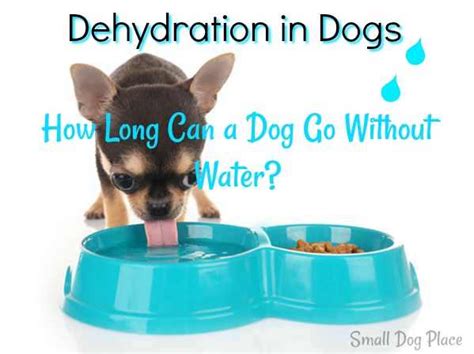 How can cactus lives without water? Dehydration in Dogs: How Long Can a Dog Go Without Water