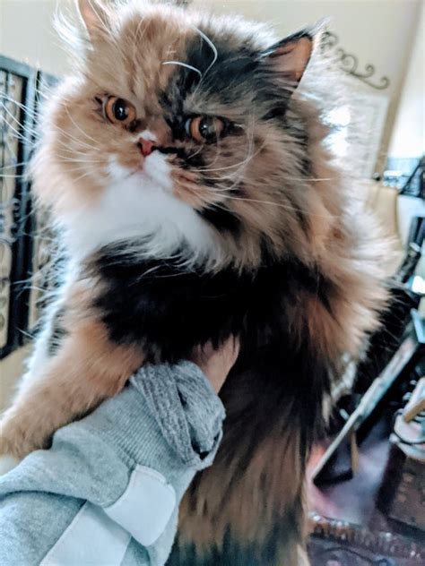 One of the oldest cat breeds, it takes its name from its place of origin: Adult Female Persian Cat for Adoption in Raymore, Missouri