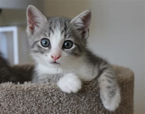 First of all, don't get too hung up on making the perfect room for your fosters. #FeelGoodFriday: 12-year-old girl fosters 39 kittens in ...