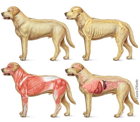 A given organ's tissues can be broadly categorized as parenchyma, the tissue peculiar to (or at least archetypal of) the organ and that does the organ's specialized job. Dog skeletal, muscular and internal organ anatomy ...