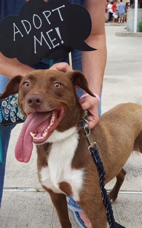 All potential adopters will complete an application with us, including references and information about when you adopt, you are saving more than one life! Sheprador dog for Adoption in Houston, TX. ADN-558301 on ...