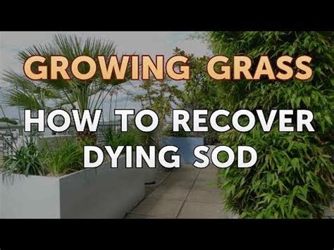 Any brand new plant needs extra water because it has to establish a root system in your soil. How to Recover Dying Sod - YouTube