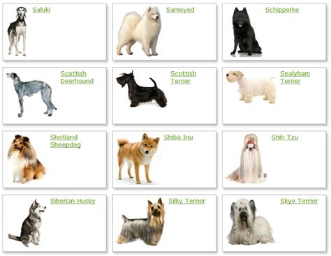 Calm, watchful, loyal, and smart; Dog Breeds List With Picture | Dog Breeds Alphabetical ...