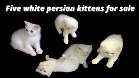 India vs pakistan military power comparison lifespan of cats this video will tell you the lifespan of cats. persian kittens for sale - persian cat price in india ...