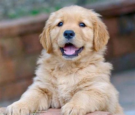 Golden retriever puppies are the cutest things in the world. PUPPIES 🐶 (igpups) Instagram Posts, Videos & Stories on ...