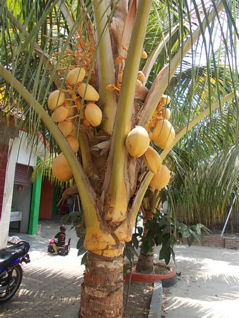 Pot garagah terkesan alam atau naturall. POHON KELAPA | JASA TAMAN | TUKANG RUMPUT | KOLAM HIAS ...