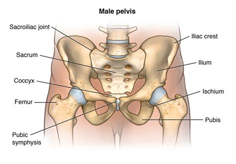 Diagram of a human female skeleton back view. Facts About the Spine Shoulder and Pelvis | Johns Hopkins ...