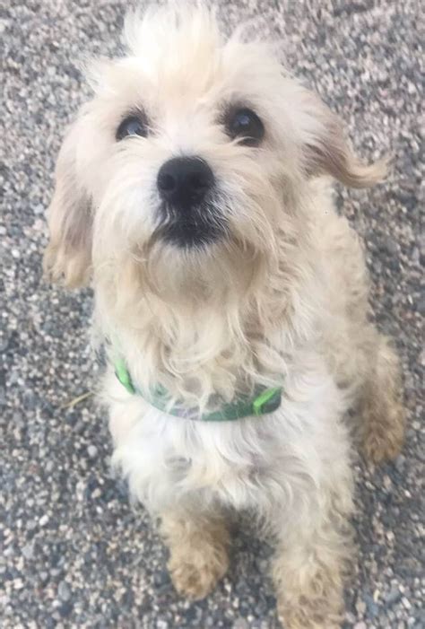 Share your life with a furry companion. Clooney is a year old female Maltese/Terrier - WAGS Pet ...