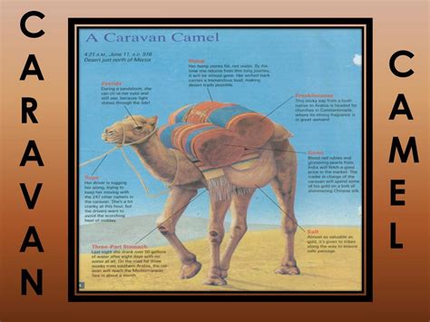 There are three living species of camels. PPT - The Desert Camel PowerPoint Presentation, free ...