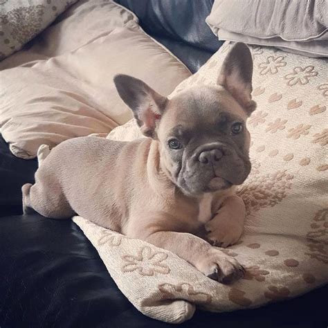 Choose a design from our huge selection of images, artwork, & photos. credit : @frenchie.world The one-of-a-kind French Bulldog ...