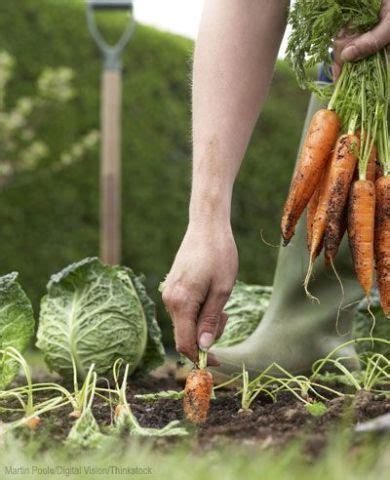 Usa degli appositi test per controllarne le condizioni e il ph. Arriva l'autunno: i lavori da fare in giardino e nell'orto ...