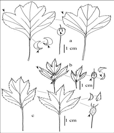 We do not have any photos of this author! a-Crataegus ×subsphaerica GAND. nothosubsp. karacsonyii ...