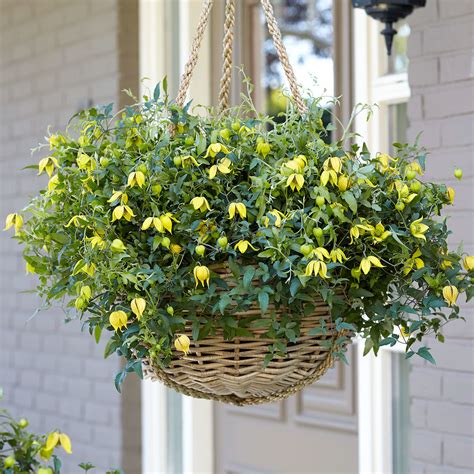 Clematis, clematis, clematis, clematis for growers and lovers of clematis plants, an international society with members all around the world. Clematis Little Lemons, im ca. 17 cm-Topf online kaufen ...
