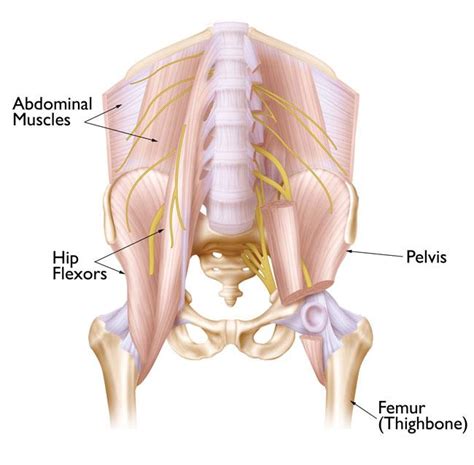 ~ it is responsible for knee extension and hip and thigh flexion. Hip Strains - OrthoInfo - AAOS