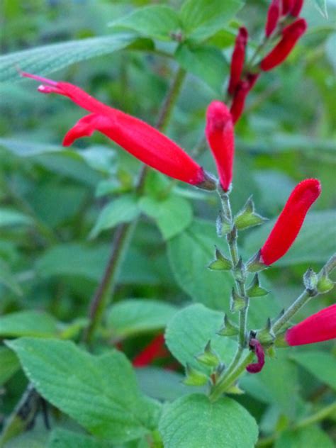 Florida native flowers for sale. Red salvia. A Florida Native | Red salvia, Florida ...