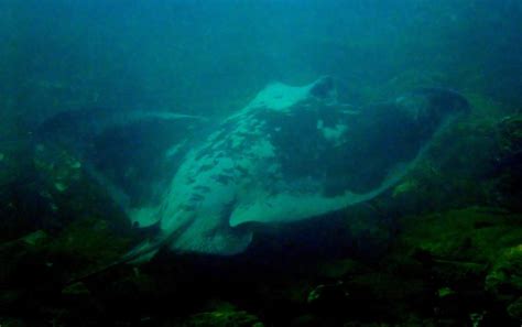 It almost looks like it is like other types of rays, the eagle ray lives in tropical waters off the coasts of the eastern atlantic. New Zealand - EAGLE RAY