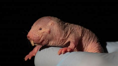 Collection by hannah • last updated 3 days ago. The bizarre biology of the naked mole rat means oxygen is ...