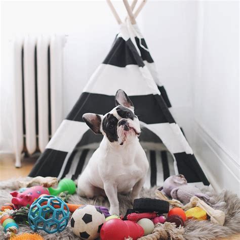 A good place to get help would be at your preferred veterinarian's office, or by consulting an animal behaviorist. Guard Dog: Understanding and Treating Resource Guarding ...
