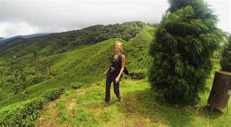 Here are the cameron highlands, malaysia things to do. Cameron Highlands Malaisie, Que voir, Que faire ? - Evaqi