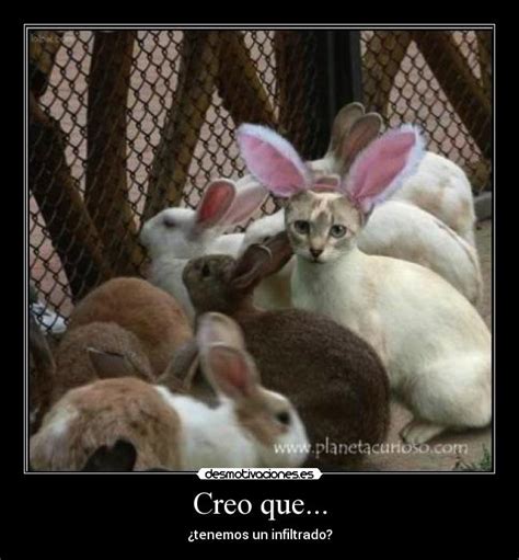 Puede ser posesivo, numeral, demostrativo (casa grande, mujer alta). Imágenes y Carteles de INFILTRADO | Desmotivaciones