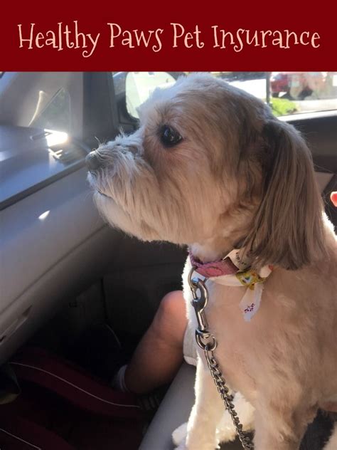 Instacart | grocery delivery or pickup from local stores near you. Healthy Paws Pet Insurance® is the #1 customer-rated pet ...