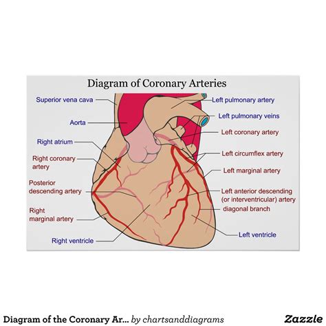 As you can see in the human heart diagram, there are 4 chambers in this tireless pumping organ. Pin on Cardiac