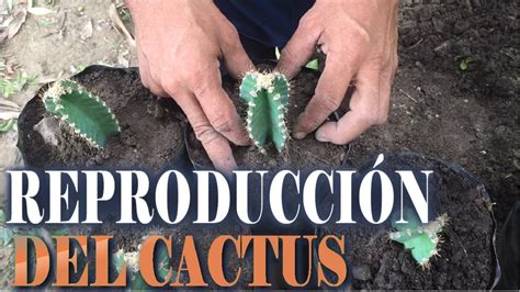 No se recomienda emplear productos orgánicos, ya que causan un efecto mínimo en estas plantas. Reproducción y cuidado del cactus || Info Garden | Cuidado ...